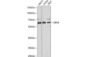 Western blot analysis of extracts of various cell lines, using GRK6 antibody (ABIN6130404, ABIN6141417, ABIN6141418 and ABIN6222000) at 1:1000 dilution. (GRK6 anticorps  (AA 1-170))