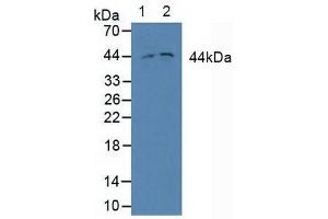 Western blot analysis of (1) Human Jurkat cells and (2) Human Hela cels. (MEK2 anticorps  (AA 86-331))