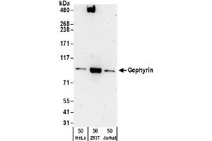 Western Blotting (WB) image for anti-Gephyrin (GPHN) (AA 250-300) antibody (ABIN7450279)