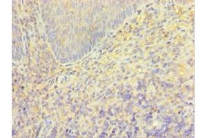 Immunohistochemistry of paraffin-embedded human tonsil tissue using ABIN7172857 at dilution of 1:100
