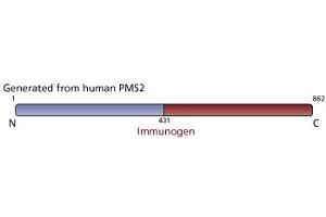 Image no. 1 for anti-PMS2 Postmeiotic Segregation Increased 2 (S. Cerevisiae) (PMS2) antibody (ABIN967525) (PMS2 anticorps)