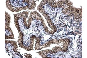 IHC-P Image Prohibitin 2 antibody detects Prohibitin 2 protein at cytoplasm and nucleus on mouse urinary bladder by immunohistochemical analysis. (Prohibitin 2 anticorps)