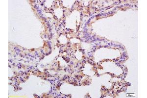 Formalin-fixed and paraffin embedded mouse lung labeled with Rabbit Anti pro-caspase-3 Polyclonal Antibody, Unconjugated  at 1:200 followed by conjugation to the secondary antibody and DAB staining
