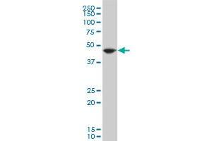 EEF1A2 polyclonal antibody (A01), Lot # 070201JCSb Western Blot analysis of EEF1A2 expression in Hela S3 NE .