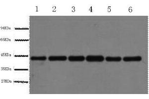 Western Blot analysis of HepG2, Rat liver, Mouse kidney, Rabbit testic, Sheep lung, 293T using beta actin Polyclonal Antibody at dilution of 1:1000. (beta Actin anticorps)