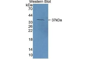 Detection of Recombinant F5, Bovine using Polyclonal Antibody to Coagulation Factor V (F5) (Coagulation Factor V anticorps  (AA 30-327))