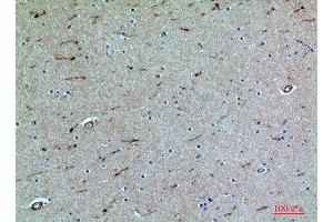 Immunohistochemistry (IHC) analysis of paraffin-embedded Human Brain, antibody was diluted at 1:100. (SELPLG anticorps  (Internal Region))