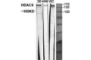 Western Blot (WB) analysis of specific cells using Histone deacetylase 6 Polyclonal Antibody. (HDAC6 anticorps  (C-Term))