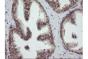 Image no. 9 for anti-OTU Domain, Ubiquitin Aldehyde Binding 1 (OTUB1) antibody (ABIN1499932)