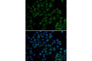 Immunofluorescence analysis of A549 cells using U2AF1L4 antibody. (Splicing factor U2AF 26 kDa subunit (U2AF1L4) anticorps)