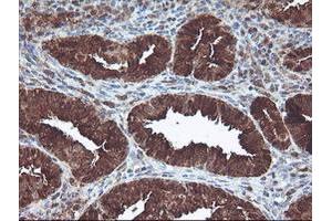 Image no. 5 for anti-CNDP Dipeptidase 2 (Metallopeptidase M20 Family) (CNDP2) antibody (ABIN1497548) (CNDP2 anticorps)