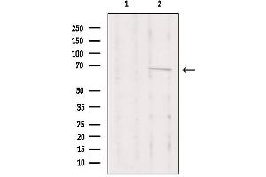 Western blot analysis of extracts from Hela, using PRKCI Antibody. (PKC iota anticorps  (Internal Region))