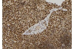 ABIN6279722 at 1/100 staining Mouse spleen tissue by IHC-P. (RERG anticorps  (Internal Region))