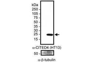 Detection of human CITED4 in 20ug of transfected whole cell Hep3B lysate using CITED4 monoclonal antibody, clone HT13-2D6. (CITED4 anticorps)
