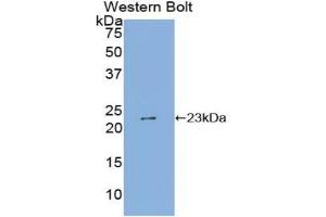Detection of Recombinant SHISA4, Human using Polyclonal Antibody to Shisa Homolog 4 (SHISA4)