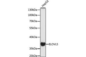 Western blot analysis of extracts of HepG2 cells, using ELOVL5 antibody (ABIN7266928) at 1:1000 dilution.