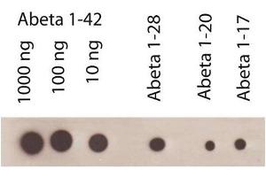Dot Blot (DB) image for anti-Amyloid beta 1-42 (Abeta 1-42) antibody (ABIN334635) (Abeta 1-42 anticorps)