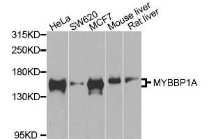 Western blot analysis of extracts of various cell lines, using MYBBP1A antibody.