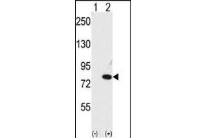 Western blot analysis of NUB1 (arrow) using NYREN18 Antibody (C-term) (ABIN389079 and ABIN2839277). (NUB1 anticorps  (C-Term))