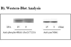 Image no. 2 for Mitogen-Activated Protein Kinase Kinase 1 (MAP2K1) ELISA Kit (ABIN1981724) (MEK1 Kit ELISA)