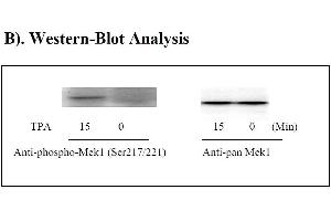 Image no. 2 for Mitogen-Activated Protein Kinase Kinase 1 (MAP2K1) ELISA Kit (ABIN1981802) (MEK1 Kit ELISA)