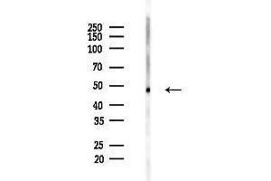 Western blot analysis of lysates from Rat testis, using Phospho-RIP3/RIPK3 (Ser199) Antibody at 1/1000 dilution.