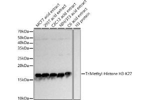 Western blot analysis of extracts of various cell lines, using TriMethyl-Histone H3-K27 antibody (ABIN3023268, ABIN3023269, ABIN3023270, ABIN1513002 and ABIN6219521) at 1:1000 dilution. (Histone 3 anticorps  (H3K27me))