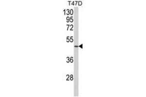 Western blot analysis of NCF1C Antibody (C-term) in T47D cell line lysates (35ug/lane). (NCF1C anticorps  (C-Term))
