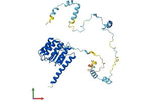 AlphaFold protein structure predicition of Human Recombinant TMOD2 Protein, UniprotID Q9NZR1