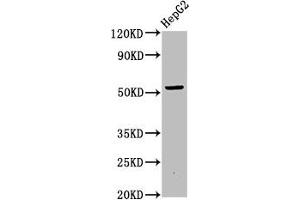 Western Blot Positive WB detected in: HepG2 whole cell lysate All lanes: OTUD5 antibody at 6. (OTUD5 anticorps  (AA 51-183))