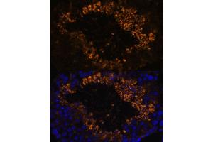 Immunofluorescence analysis of mouse testis using OXCT2 antibody (ABIN7265333) at dilution of 1:100. (OXCT2 anticorps  (AA 430-510))