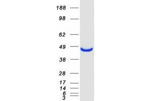 Validation with Western Blot