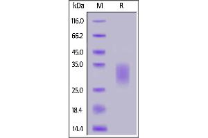 Biotinylated Human IL-22, His,Avitag™ on  under reducing (R) condition. (IL-22 Protein (AA 34-179) (His tag,AVI tag,Biotin))