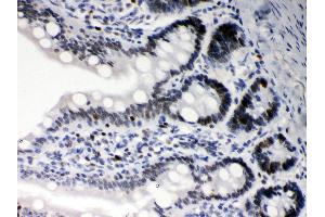 Anti- DAXX Picoband antibody,IHC(P) IHC(P): Rat Intestine Tissue (DAXX anticorps  (AA 56-345))