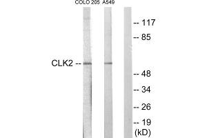 Western blot analysis of extracts from COLO205 cells and A549 cells, using CLK2 antibody.