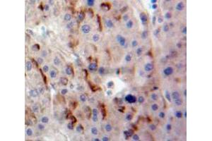 IHC-P analysis of Liver tissue, with DAB staining.