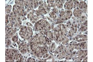 Image no. 1 for anti-OTU Domain, Ubiquitin Aldehyde Binding 1 (OTUB1) antibody (ABIN1499932)