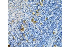 Immunohistochemistry of paraffin-embedded Rat spleen using GLRX Polyclonal Antibody at dilution of 1:200 (40x lens). (Glutaredoxin 1 anticorps)