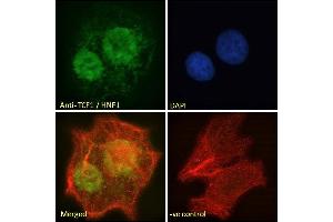 ABIN334504 Immunofluorescence analysis of paraformaldehyde fixed HepG2 cells, permeabilized with 0. (HNF1A anticorps  (Internal Region))