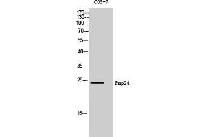 Western Blot analysis of COS-7 cells using Pmp24 Polyclonal Antibody. (PXMP4 anticorps  (AA 10-90))