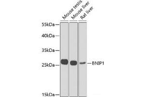 Western blot analysis of extracts of various cell lines using BNIP1 Polyclonal Antibody at dilution of 1:1000. (BNIP1 anticorps)