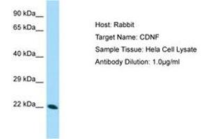 Image no. 1 for anti-Cerebral Dopamine Neurotrophic Factor (CDNF) (AA 52-101) antibody (ABIN6749997) (CDNF anticorps  (AA 52-101))