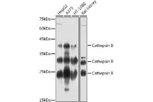 Western blot analysis of extracts of various cell lines, using Cathepsin B antibody (ABIN3021175, ABIN3021176, ABIN3021177 and ABIN6214050) at 1:1000 dilution. (Cathepsin B anticorps  (AA 1-339))