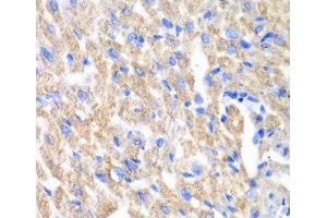 Immunohistochemistry of paraffin-embedded Mouse heart using CREB3 Polyclonal Antibody at dilution of 1:100 (40x lens). (CREB3 anticorps)