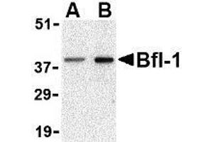 Western blot analysis of Bfl-1 in mouse kidney tissue lysate with AP30143PU-N Bfl-1 antibody at (A) 1 and (B) 2 μg/ml.
