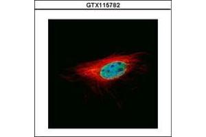 Image no. 2 for anti-L(3)mbt-Like 1 (L3MBTL1) (AA 82-298) antibody (ABIN1499091)