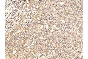 IHC analysis of BHMT using anti-BHMT antibody (ABIN7599940). (BHMT anticorps  (AA 13-386))
