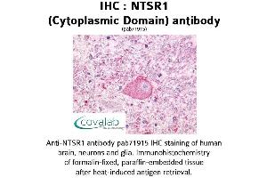 Image no. 1 for anti-Neurotensin Receptor 1 (High Affinity) (NTSR1) (3rd Cytoplasmic Domain) antibody (ABIN1737565) (NTSR1 anticorps  (3rd Cytoplasmic Domain))