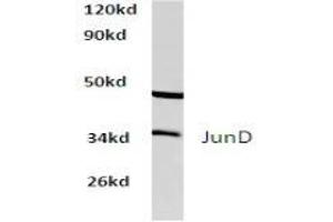 Image no. 1 for anti-Jun D Proto-Oncogene (JUND) antibody (ABIN265491)