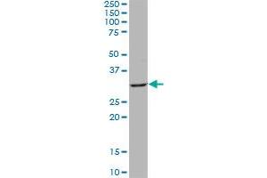 QPRT MaxPab polyclonal antibody.